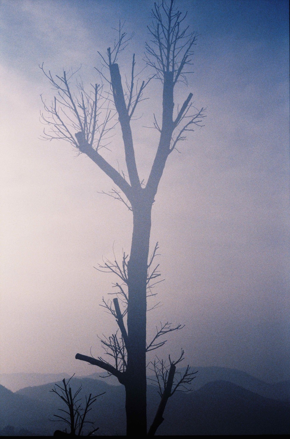 Large hsh le fantome de l arbre . fall 2007 by herve saint helier