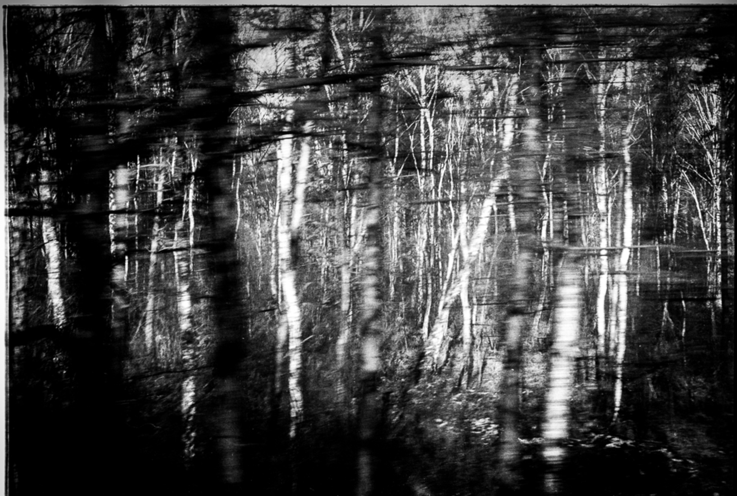 Large frederic bien auschwitz trees oswiecim pl 2012 trix400 02