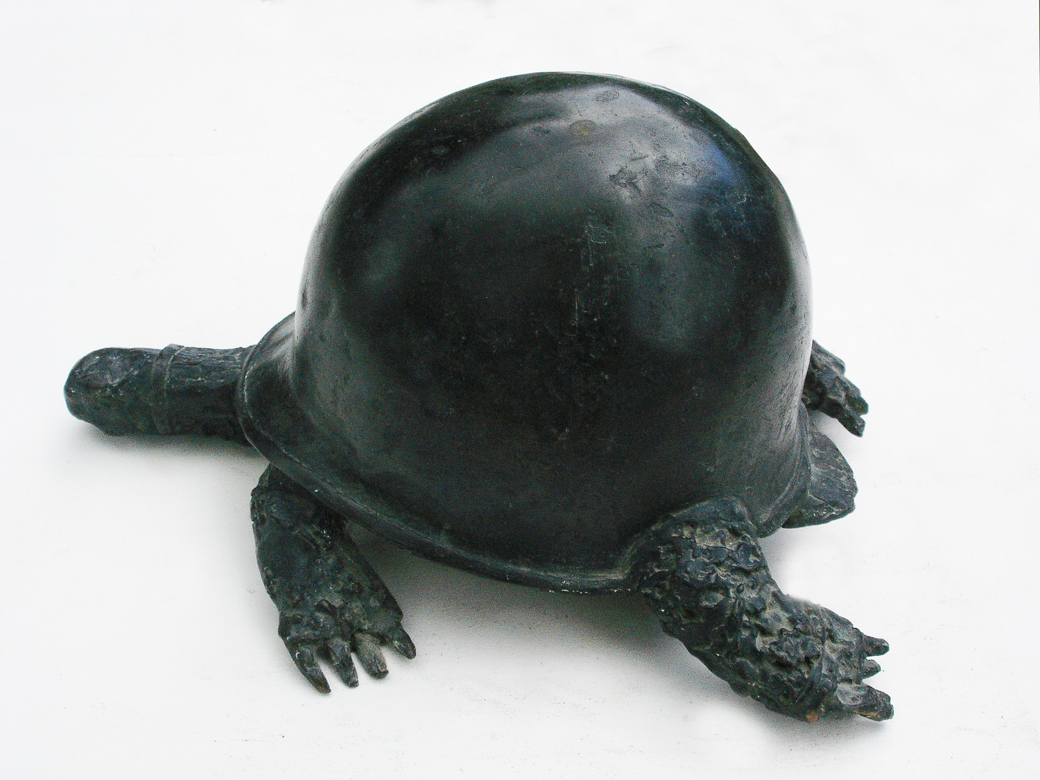 Large tortue ame ricaine